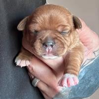 Staffordshire bull terrier