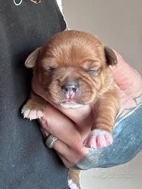 Staffordshire bull terrier