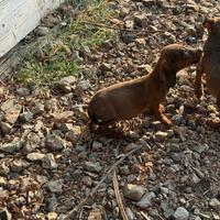 Bassotto tedesco pelo liscio