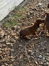 Bassotto tedesco pelo liscio