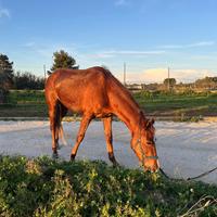 Vendi cavalli di soli 4 anni e mezzo