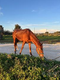 Vendi cavalli di soli 4 anni e mezzo