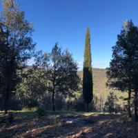 Terreno agricolo nel bosco