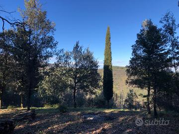 Terreno agricolo nel bosco