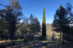 Terreno agricolo nel bosco