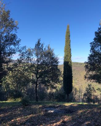 Terreno agricolo nel bosco