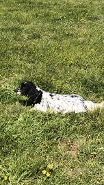 Setter inglese