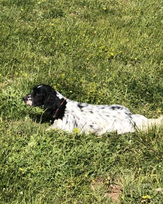 Setter inglese