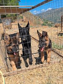 Cuccioli e cuccioloni pastore tedesco