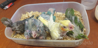 Pappagalli allevati a mano