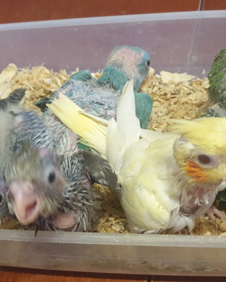 Pappagalli allevati a mano