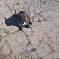 Bulldog francese