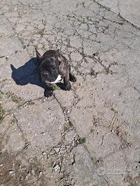 Bulldog francese