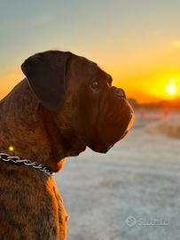 BOXER MASCHIO per Accoppiamenti