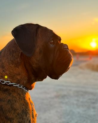 BOXER MASCHIO per Accoppiamenti