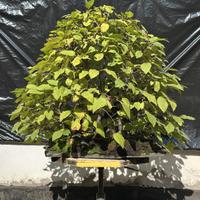 Bonsai Boschetto di Carpino nero