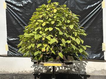 Bonsai Boschetto di Carpino nero