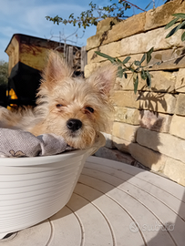 Chihuahua,splendida cucciola di tre mesi,