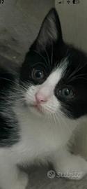 Gattini