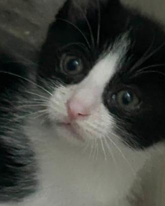 Gattini