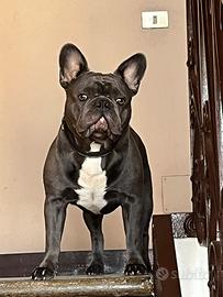 Bulldog Francese x monta