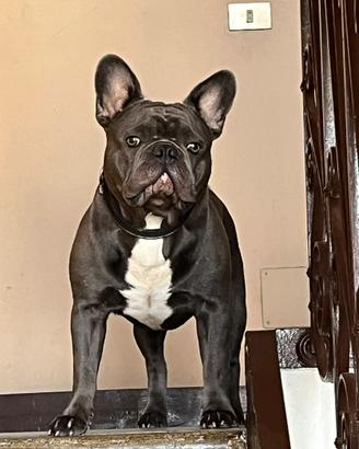 Bulldog Francese x monta