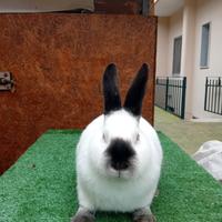 Conigli californiani