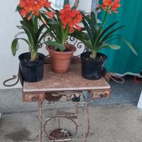 piante clivie