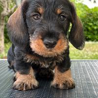 Cuccioli di bassotto tedesco nano a Pelo Duro