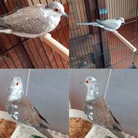 Tortore diamantine pezzate