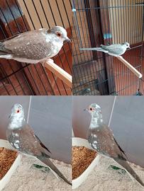 Tortore diamantine pezzate