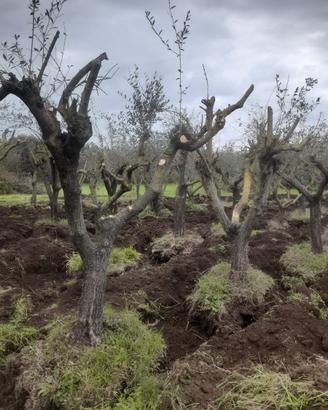 Piante d’ulivo