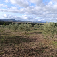 Oliveto zona Ploaghe Siligo Campu Lazzari