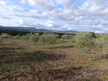 Oliveto zona Ploaghe Siligo Campu Lazzari