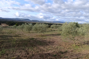 Oliveto zona Ploaghe Siligo Campu Lazzari