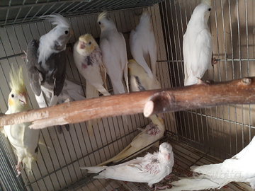 Calopsiti selezionate