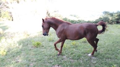 Stupendo sauro di 1.58