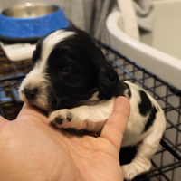 QCuccioli di working cocker spaniel