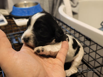 QCuccioli di working cocker spaniel con pedigree