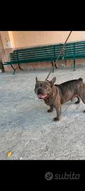 Bulldog francese coppia