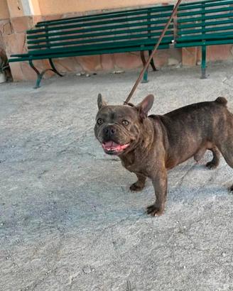 Bulldog francese coppia