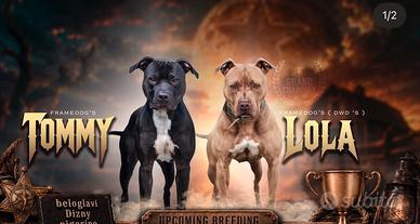 Cuccioli pitbull ADBA