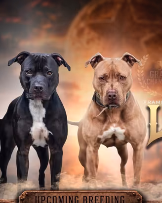 Cuccioli pitbull ADBA