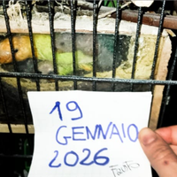 Inseparabili agapornis roseicollis nati dic.2025