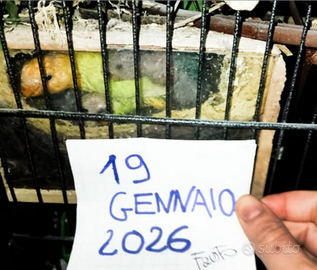 Inseparabili agapornis roseicollis nati dic.2025