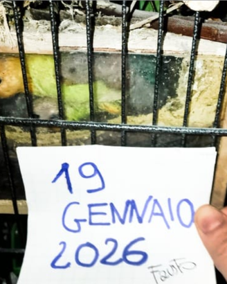 Inseparabili agapornis roseicollis nati dic.2025