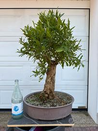 Bonsai