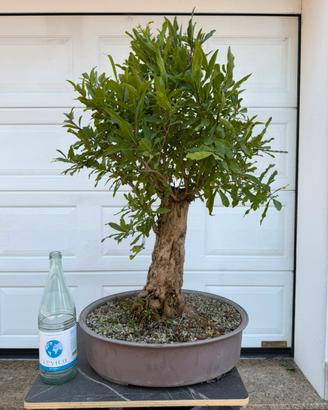 Bonsai
