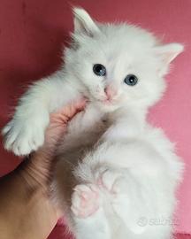 Cucciolo maschio simil Siberiano