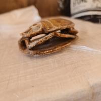 scarabeo egizio antico